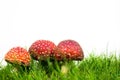 green lawn with fly agaric fly amanita Royalty Free Stock Photo
