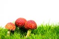 green lawn with fly agaric fly amanita Royalty Free Stock Photo