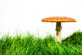Green lawn with fly agaric fly amanita Royalty Free Stock Photo