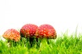 green lawn with fly agaric fly amanita Royalty Free Stock Photo