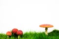 green lawn with fly agaric fly amanita Royalty Free Stock Photo