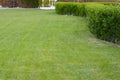 Green lawn with fresh grass and bushes outdoors on spring day Royalty Free Stock Photo