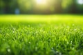 Green Lawn with Fresh Grass Outdoors, Nature Spring Grass Background