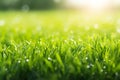 Green Lawn with Fresh Grass Outdoors, Nature Spring Grass Background