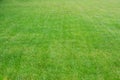 Green lawn with fresh grass outdoors on spring day Royalty Free Stock Photo