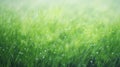 Dreamy Pastoral Scene: Water Drops On Grasses