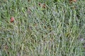 Green lawn grass covered with ice crust, ice, pre-winter, natural background Royalty Free Stock Photo