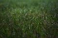 Green lawn grass in dew drops Royalty Free Stock Photo