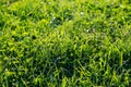 A green lawn grass illuminated by sunlight at sunset. Background