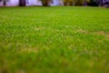 Green lawn grass perspective view. Sport field or play ground closeup. Football field grass. Summer playground abstract banner