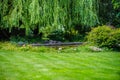 Green lawn and water garden on the back yard Royalty Free Stock Photo