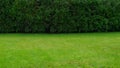 Green lawn and hedge for background. Texture for design with copy space for text or image. Wide autumn garden template