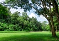 Green lawn landscape with big tree and stream river