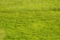 Green lawn. Lawn grass. Football field. Golf course Royalty Free Stock Photo