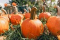 On a green lawn lies a bunch of bright orange pumpkins