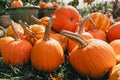 On a green lawn lies a bunch of bright orange pumpkins