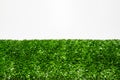 Green lawn for living Royalty Free Stock Photo