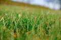 Green lawn low angle image of freshly mowed green grass field Royalty Free Stock Photo