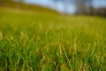 Green lawn low angle image of freshly mowed green grass field Royalty Free Stock Photo