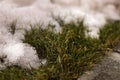 A green lawn makes its way through the spring thawed snow.