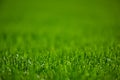 Green lawn mowed grass Royalty Free Stock Photo