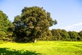 Green lawn and old trees at Margam country park grounds, Whales Royalty Free Stock Photo