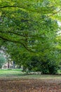 Green lawn in the park with fallen leaves