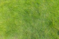 Green lawn pattern, Green grass natural background.