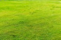 Green lawn pattern, Green grass nature background.