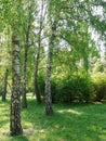 A green lawn with soft grass growing in the shade in a small grove of white birches