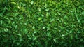 Green Lawn Texture, Seamless Detail of Grass and Clover Theme Royalty Free Stock Photo