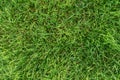 Green lawn top view, grass closeup, background texture