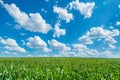 Green Lawn Under Bright Blue Sky With Fluffy Clouds Royalty Free Stock Photo