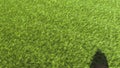 Green lawn is unfolding. 3d animation for ecology and gardens