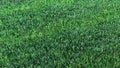 Green lawn is unfolding. 3d animation for ecology and gardens