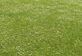 Green lawn on which grow daisies (BÃÂ©llis perÃÂ©nnis) Royalty Free Stock Photo
