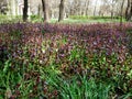 Green lawn with wild flowers and grass on a sunny spring day Royalty Free Stock Photo