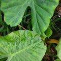 Green leads in a tropical jungle paradise