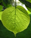 Green leaf Royalty Free Stock Photo