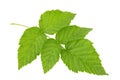 Green leaf Royalty Free Stock Photo