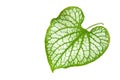 Green leaf