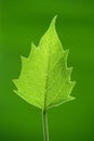 A green leaf Royalty Free Stock Photo