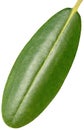 Green Leaf