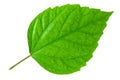 Green leaf Royalty Free Stock Photo