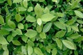 Nature leaf green background