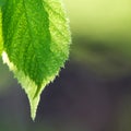 Green Leaf Royalty Free Stock Photo