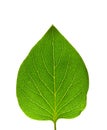 Green leaf Royalty Free Stock Photo