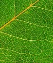 Green leaf Royalty Free Stock Photo
