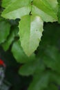 Green leaf Royalty Free Stock Photo