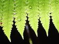 Green leaf